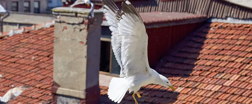 Residential Chimney Animal Removal Solution in Highland Park, IL